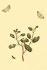 Surinam Butterflies, Moths & Caterpillars Poster Print by Jan Sepp - Item # VARBLL0587310227