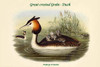 Podiceps Cristatus  - Great crested Grebe - Duck Poster Print by John  Gould - Item # VARBLL0587320192