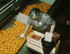 Packing oranges at a co-op orange packing plant, Redlands, Calif. Poster Print - Item # VARBLL058756667L