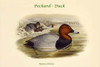 Nyroca Ferina - Pochard - Duck Poster Print by John  Gould - Item # VARBLL0587320028