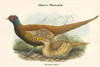 Phasianus Shawi - Shaw's Pheasant Poster Print by John  Gould - Item # VARBLL058731933x