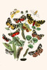 European Butterflies & Moths Poster Print by W.F. Kirby - Item # VARBLL0587321415