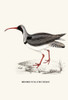 Ibidorhyncha Struthersii-A Century of Birds from the Himalaya Mountains-John Gould & Wm. Hart Poster Print by John Gould - Item # VARBLL0587392973