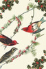Christmas nature scene with birds and holly branches. Poster Print by Sara Pierce - Item # VARBLL0587333359