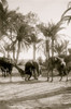 Greetings of Arabs at a Sinai Oasis with Camels Poster Print - Item # VARBLL058754092L