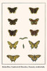 Nymphalidae, Papilionidae, Nymphalis antiopa, Inachus io, Papilio machaon, Iphiclides podilarius Poster Print by Albertus  Seba - Item # VARBLL058729874x