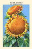 Caloifornia Sunflower Poster Print by unknown - Item # VARBLL0587409487