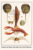 Chelicerata, Xiphosura, Penaeidae, Astacidea, Nephropidae, Brachyura, Majidae, Anomura, Percelanidae Poster Print by Albertus  Seba - Item # VARBLL0587297921
