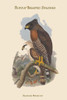 Spilonoris Rufipectus - Rufous-Breasted Spilornis Poster Print by John  Gould - Item # VARBLL0587313633