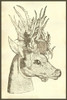 Capreolus polyceros, deer with numerous antlers.   From the 1642 book Monstrorum Historia by Ulisse Aldrovandi .   He is considered the founder of modern Natural History. Poster Print by Ulisse Aldrovandi - Item # VARBLL0587418044