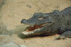 I was lucky to snap this photo of a crocodile at the Philadelphia Zoo. Poster Print by Jason Pierce - Item # VARBLL0587277890