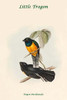 Trogon Meridionalis - Little Trogon Poster Print by John  Gould - Item # VARBLL0587318368