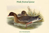 Anser Brachyrhychus - Pink-Footed Goose Poster Print by John  Gould - Item # VARBLL0587321067