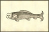 Renaissance woodcut of a monster carp.  From the 1642 book Monstrorum Historia by Ulisse Aldrovandi .   He is considered the founder of modern Natural History. Poster Print by Ulisse Aldrovandi - Item # VARBLL0587417722