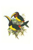 Pteroglossus inscriptus humboldti Poster Print by John  Gould - Item # VARBLL0587292350