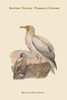 Neophron Percnopterus - Egyptian Vulture - Pharoah's Chicken - Poster Print by John  Gould - Item # VARBLL0587313684