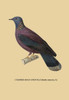Pigeon like bird with purple and blue toes. Poster Print by unknown - Item # VARBLL0587055383