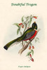 Trogon Ambiguus - Doubtful Trogon Poster Print by John  Gould - Item # VARBLL0587318309