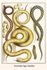 Serpentes, Natrix astreptophora, Poster Print by Albertus  Seba - Item # VARBLL0587297271
