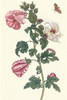 Hibiscus Sabdariffa & Hyphantria cunea Poster Print by Maria Sibylla  Merian - Item # VARBLL0587287543