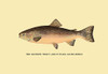 Charles Zibeon Southard penned a book about Trout fishing in America and this illustration showed one of the species. Poster Print by H.H. Leonard - Item # VARBLL0587023031