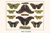 Saturniidae, Antheraea polyphemus, Attacus atlas, Rothschildia herperus Poster Print by Albertus  Seba - Item # VARBLL0587298928