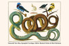 Serpentes, Coralus caninus, Cotinga cayana, Icterus chrysater, Pipra pipra, aves Poster Print by Albertus  Seba - Item # VARBLL0587297743