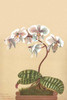 Phalaenopsis schilleriana is a plant of the orchid genus Phalaenopsis and an endemic species to Philippines. It has lilac flowers Poster Print by H.G. Moon - Item # VARBLL0587269065