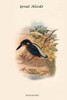 Alcedo Grandis - Great Alcedo Poster Print by John  Gould - Item # VARBLL0587318228