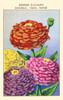 Elegant Double Zinnia Poster Print by unknown - Item # VARBLL0587409703