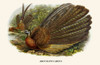 Argus Pheasant-Birds of Asia Poster Print by John Gould - Item # VARBLL0587393114