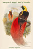 Paradisea Raggiana - Marquis de Raggi's Bird of Paradise Poster Print by John  Gould - Item # VARBLL0587320354