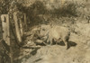 Austin Curtis and his pig project. He is a young colored boy living near the W. Va. Collegiate Institute, the state colored agri. college. Location: Charleston [vicinity], West Virginia Poster Print - Item # VARBLL0587632925