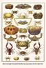 Parthenopidae, Xanthidae, Callapidae, Grapsidae, Leucosiidae, Brachyura Poster Print by Albertus  Seba - Item # VARBLL058729793x