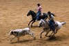 The Southeastern Livestock Exposition Championship Rodeo in Montgomery Alabama to promote the livestock industry.  Cowboys bulldogging. Poster Print by Carol Highsmith - Item # VARBLL0587331534