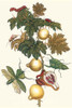 Solanum mammosum with Choeradodis strumaria Poster Print by Maria Sibylla  Merian - Item # VARBLL0587287446