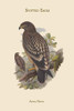 Aquila Naevia - Spotted Eagle Poster Print by John  Gould - Item # VARBLL0587313706