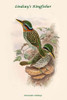 Actenoides Lindsayi - Lindsay's Kingfisher Poster Print by John  Gould - Item # VARBLL0587318112