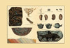 A collection of fossil plants and organisms.  Including types of fish, clams, coral, and plants Poster Print by unknown - Item # VARBLL0587179104