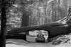 Sequoia National Park, Sept. 1957. The tunnel log. Car driving through passage way cut through side of log. Poster Print by Matson Photo Service - Item # VARBLL0587336498