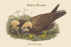 Circus Aeruginisus - March Harrier Poster Print by John  Gould - Item # VARBLL0587313838