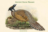 Pucrasia Darwini - Darwin's Pucras Pheasant Poster Print by John  Gould - Item # VARBLL0587319283