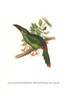 Aulacoramphus Haeatopygius Poster Print by John  Gould - Item # VARBLL0587292849