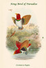 Cicinnurus Regius - King Bird of Paradise Poster Print by John  Gould - Item # VARBLL0587320338