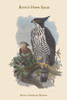 Spizaetus Alboniger Nisaetus  - Blyth's Hawk Eagle Poster Print by John  Gould - Item # VARBLL0587313641