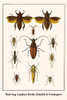 Nepidae, Cerambycidae, Orthoptera Poster Print by Albertus  Seba - Item # VARBLL0587299096