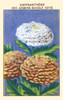 Garden Chrysanthemum Poster Print by unknown - Item # VARBLL0587409665