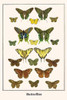 Satyridae, Papilionidae, Nymphalidae, Eurytides, Pieridae, Eurema, Eurytides protesilaus, Pierella lena, Danaus eresimus, Poster Print by Albertus  Seba - Item # VARBLL0587298782