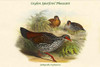 Galloperdix Zeylonensis -  Ceylon Spurfowl Poster Print by John  Gould - Item # VARBLL0587319135