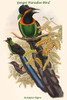 Astrapia Nigra - Gorget Paradise-Bird Poster Print by John  Gould - Item # VARBLL0587320419